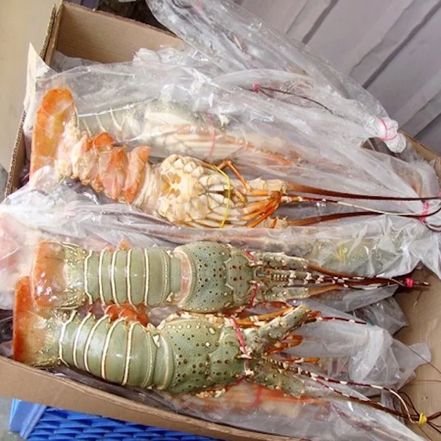 Live Canadian Lobsters, Frozen Lobster Tails
