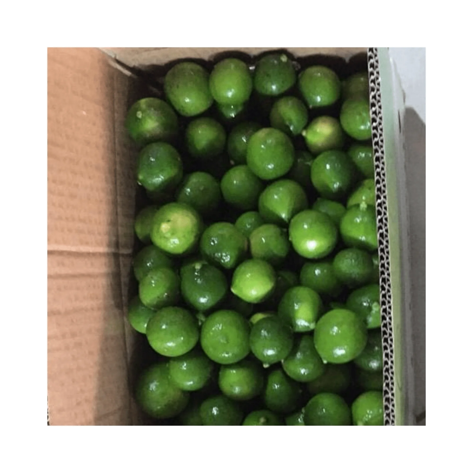 Supplying fresh lemon/ Fresh lemon from Vietnam with competitive price and high quality from 99GD