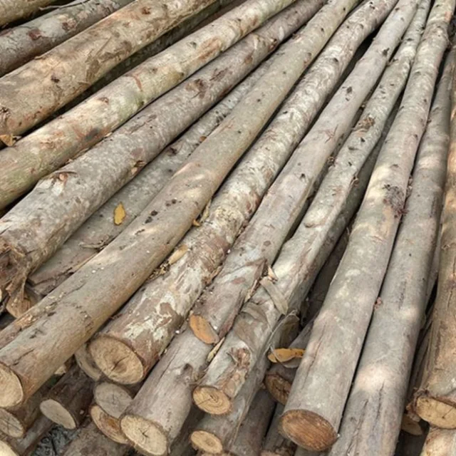 High Quality Eucalyptus Piles Used In Construction - Wood Piles Of Various Sizes From Eucalyptus Tree Trunks