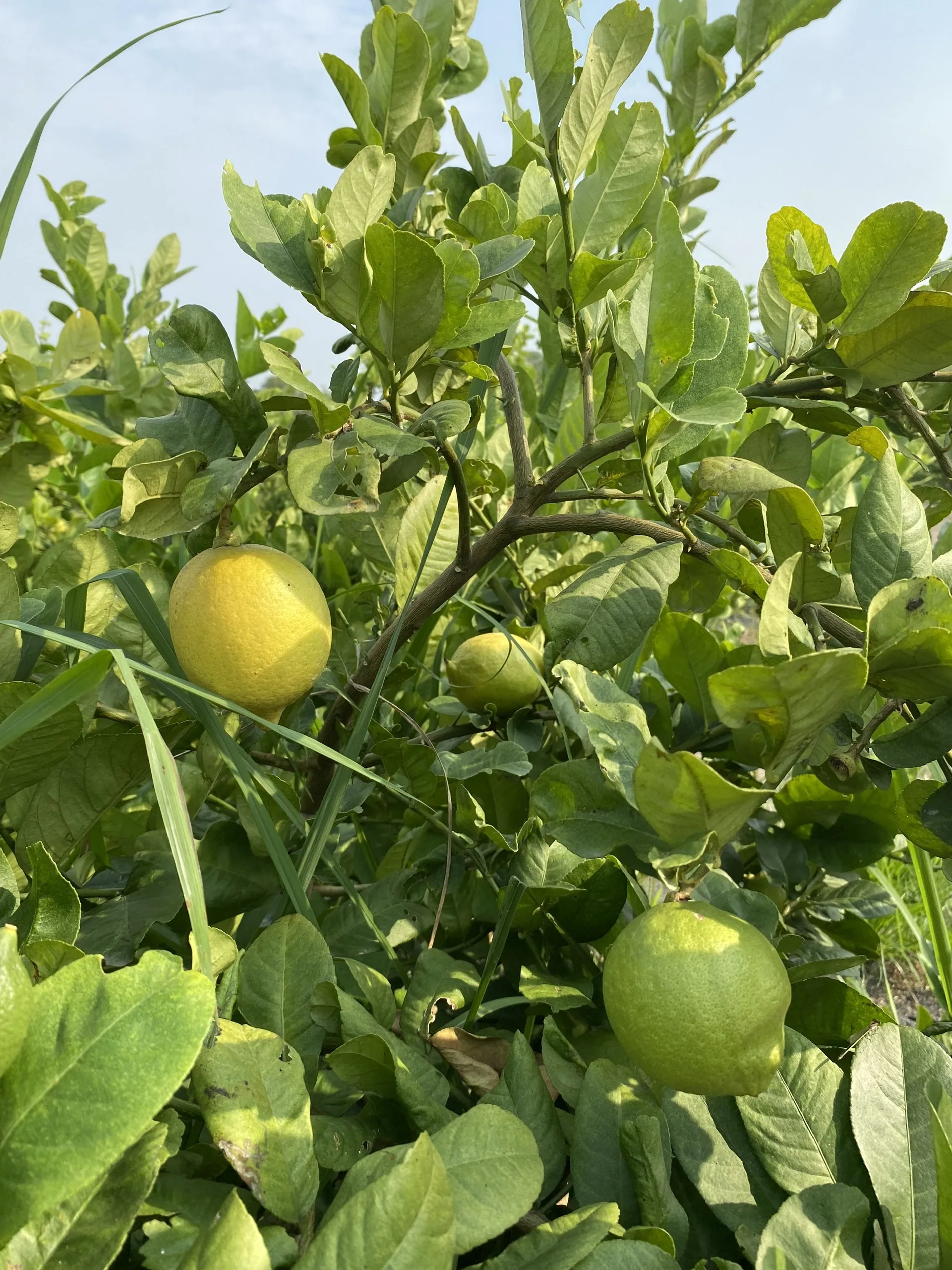 High quality LEMON FLAVOR EXTRACT POWDER health care products lemon extract