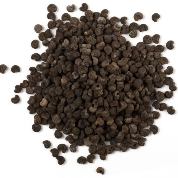 Buy Organic Certified Ambrette Seed Essential Oil From Amarnath Exports Manufacturer of Essential Oil