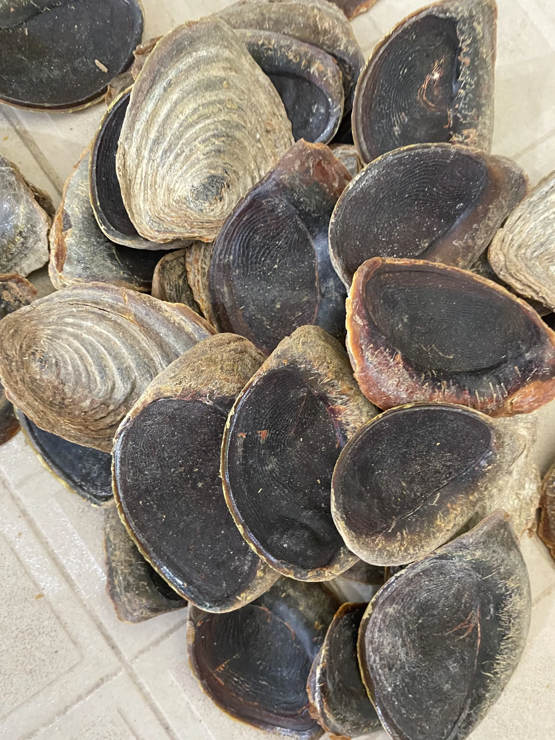 Natural Murex Operculum Seashells / Gastropods Operculum shells Natural