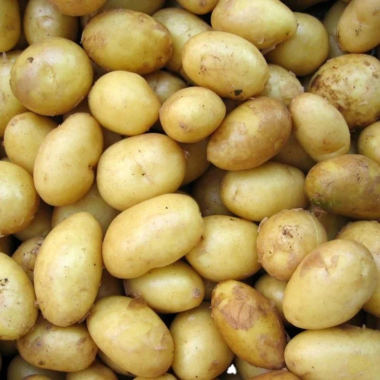 Fresh Potatoes from Bangladesh High Quality 100 Custom Style Weight Origin Type Shape Size Product Place Model OVAL
