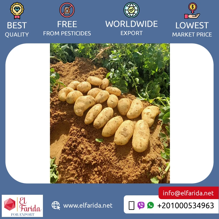 Bulk Quantity Supply High Quality Egypt Origin Export Natural Fresh Vegetable Big Size Potatoes Spunta Diamond Lady Rosetta