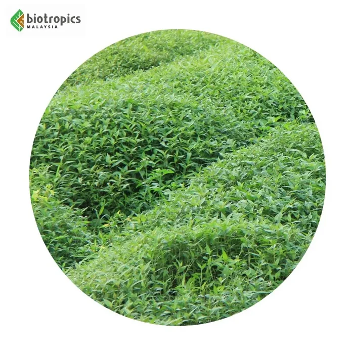 Food Grade Water Pepper Leaf Extract Kesum Ingredients Powder Culinary Use Herbal Extract or Supplement