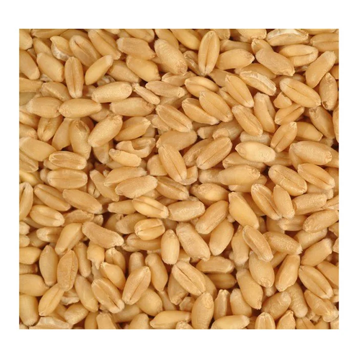 Whole-grain wheat cereal wheat grain for human consumption