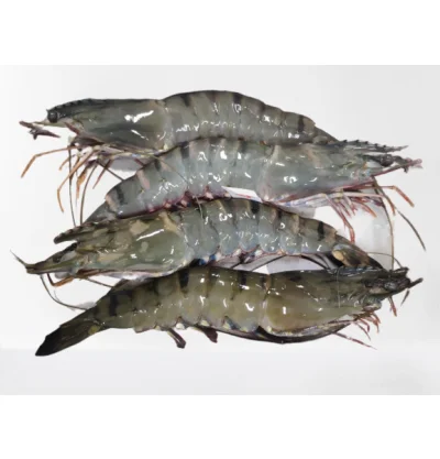 shrimp.png