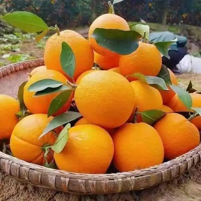 Strong discount with fresh orange  type navel  hot selling market in fruit with competitive price