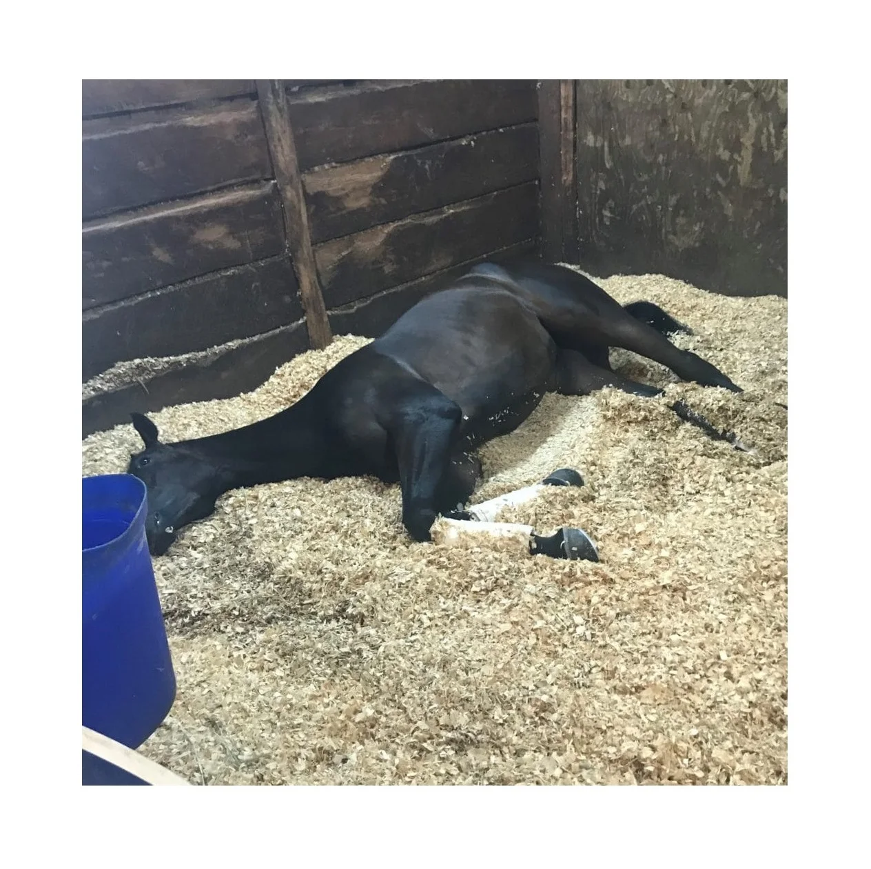 Hot Selling Pine and Wood Sawdust Shaving Machine for Poultry Bedding and Animal Bedding Making