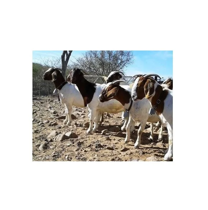 BOER GOATS Alive