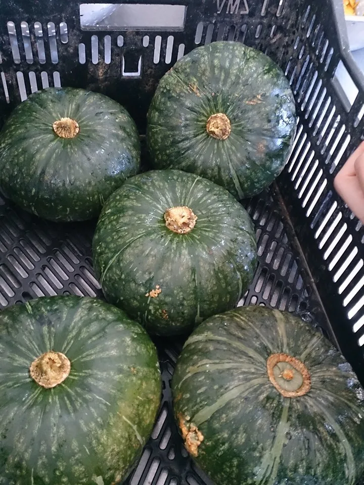Fresh Pumpkin With Best Quality