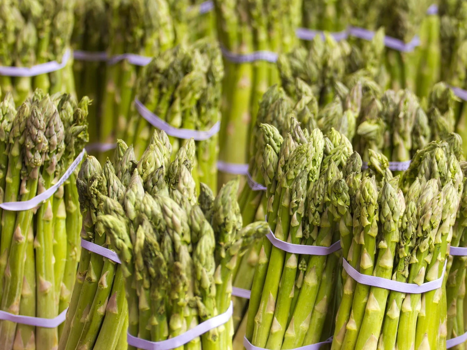 2022 New Crop A Grade Fresh Asparagus vegetable Length 4 - 9 cm long Fresh Asparagus Top Quality for supply from Africa