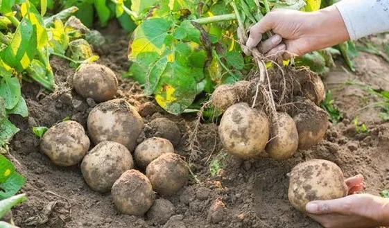 Golden Yellow and White Potatoes Fresh Potatoes wholesale Organic 100% High Quality Export Oriented Low Price  from Pakistan