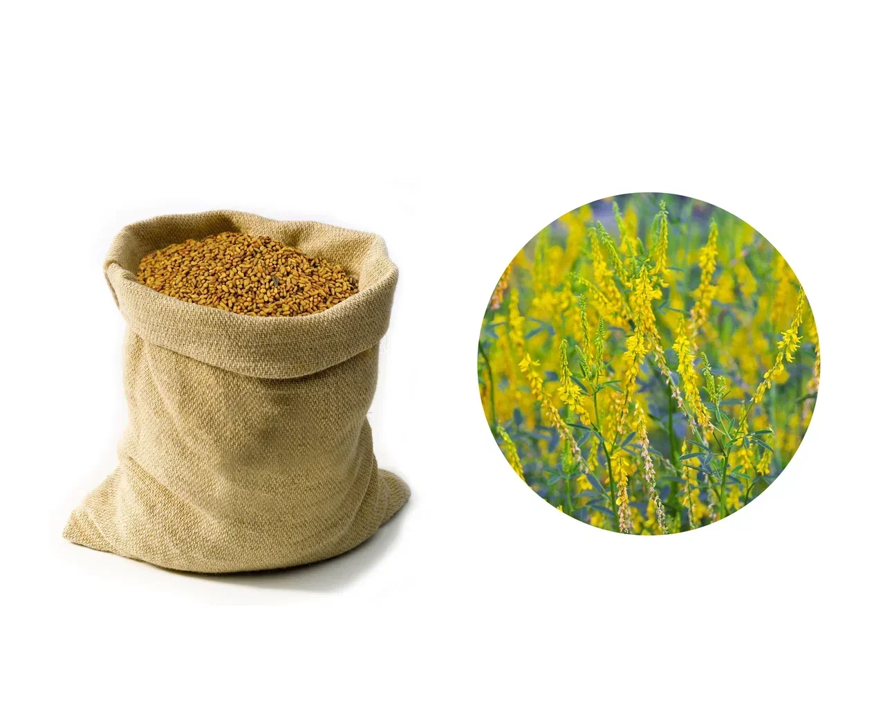 Wholesale high quality animal feed herbs in bulk melilotus herb seeds  for sale from perennial and annual herbs supplier