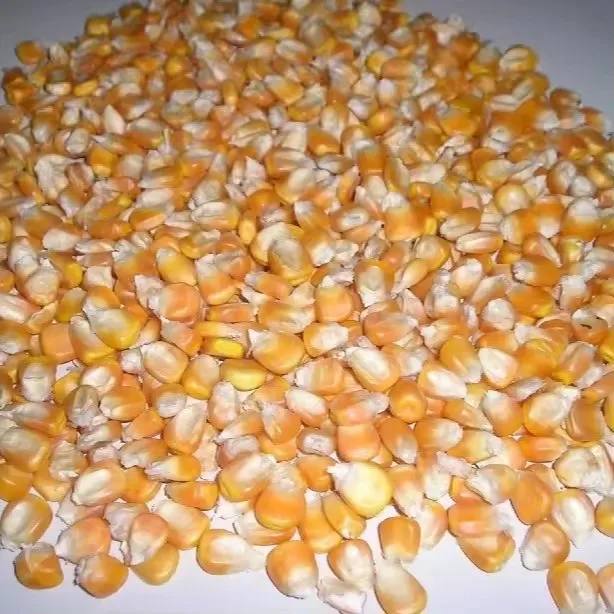 New Corp High Quality Non Glutenous White Yellow Corn Bulk White in Thailand