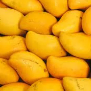 Wholesale Bulk factory sale 100% natural mango freeze dried mango chips