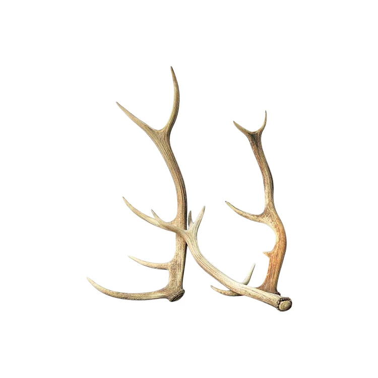 100% high quality Deer antlers for sale At Wholesale Price