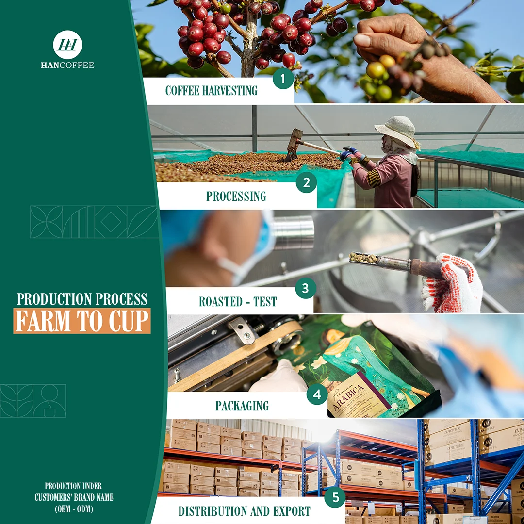Vietnamese Coffee Factory Raw Coffee Bean High Quality  Beans Wholesale Custom Brand coffee beans arabica bag