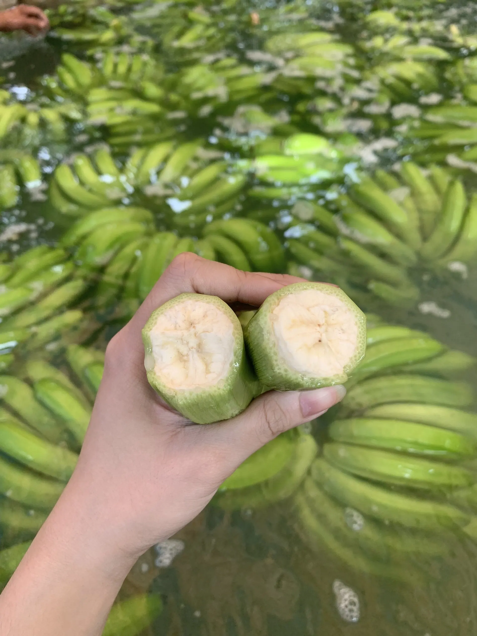 Hot Sale Export Quality Standard Fresh Cavendish Banana With High Quality Common Cultivation Natural Bananas From Vietnam