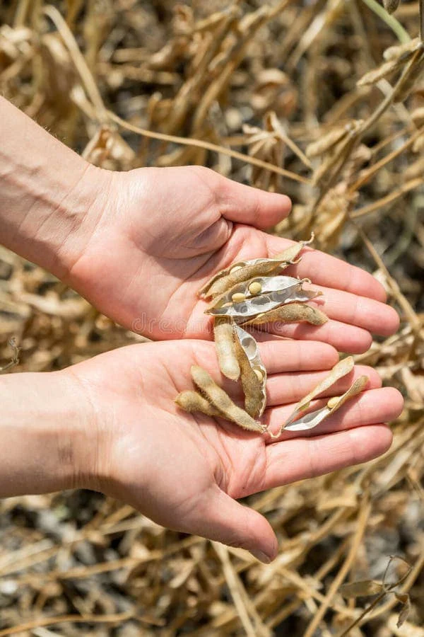 Соевые бобы NON-GMO соевые высокого