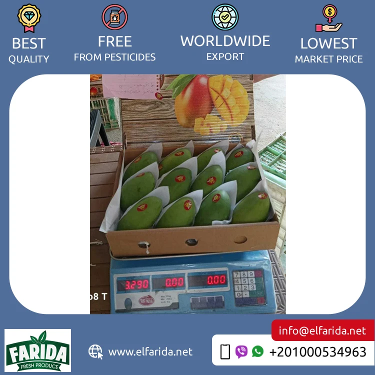 Good Quality Hot Selling Original Delicious Taste 100% Natural Fruit Fresh Mangoes from Egypt Origin Exporter at Wholesale Price