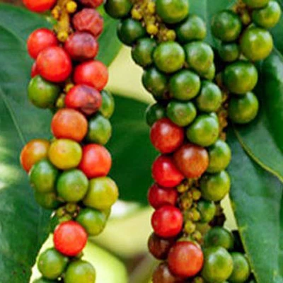 Лучшая цена черный перец органический Пряный по лучшей цене