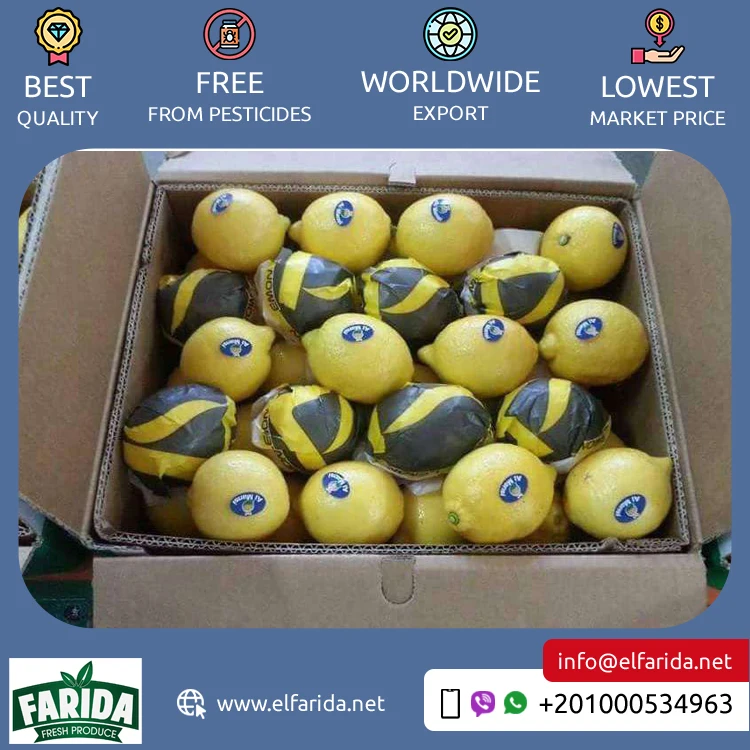 Exporter of Good Quality Top Selling Delicious and Nutritious Yellow Juicy Citrus Fruit Fresh Adalia Lemon from Egypt