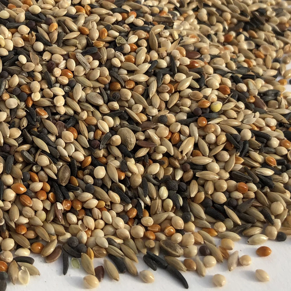 Wholesale Canary Seeds Price /Canary seeds for birds