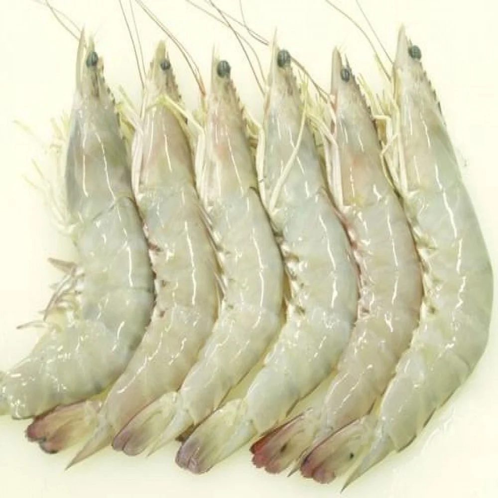 Good Price Good Supplier Frozen Black Tiger Vannamei Shrimp