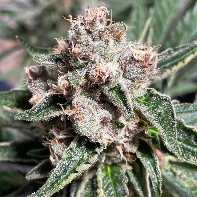 High Quality Hemp Fiber Seeds Supplier Trusted and Discount Options Available