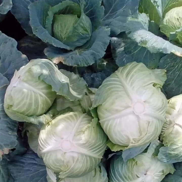 Вьетнам-поставщик, высокое качество, Лидер продаж, свежие зеленые овощи и свежая капуста для экспорта на мировые рынки