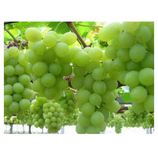Sweet Natural Healthy Fresh Crimson Seedless Grapes Fruit