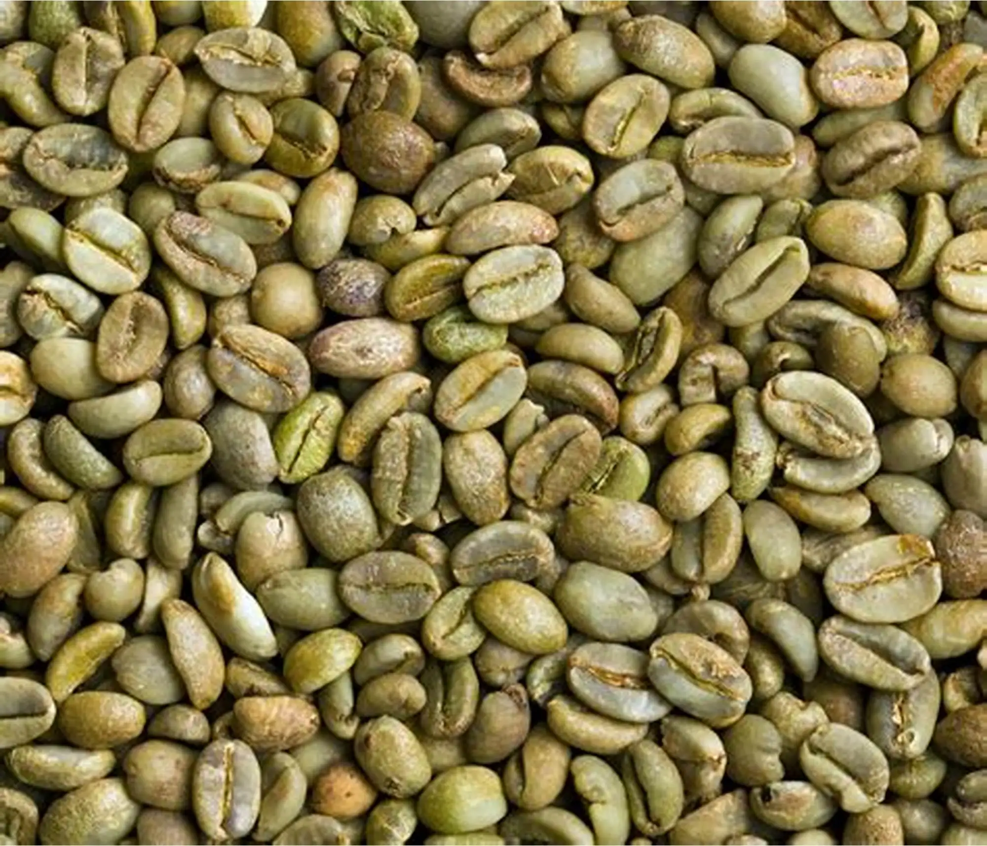 Arabica Green Coffee Beans Export High Quality