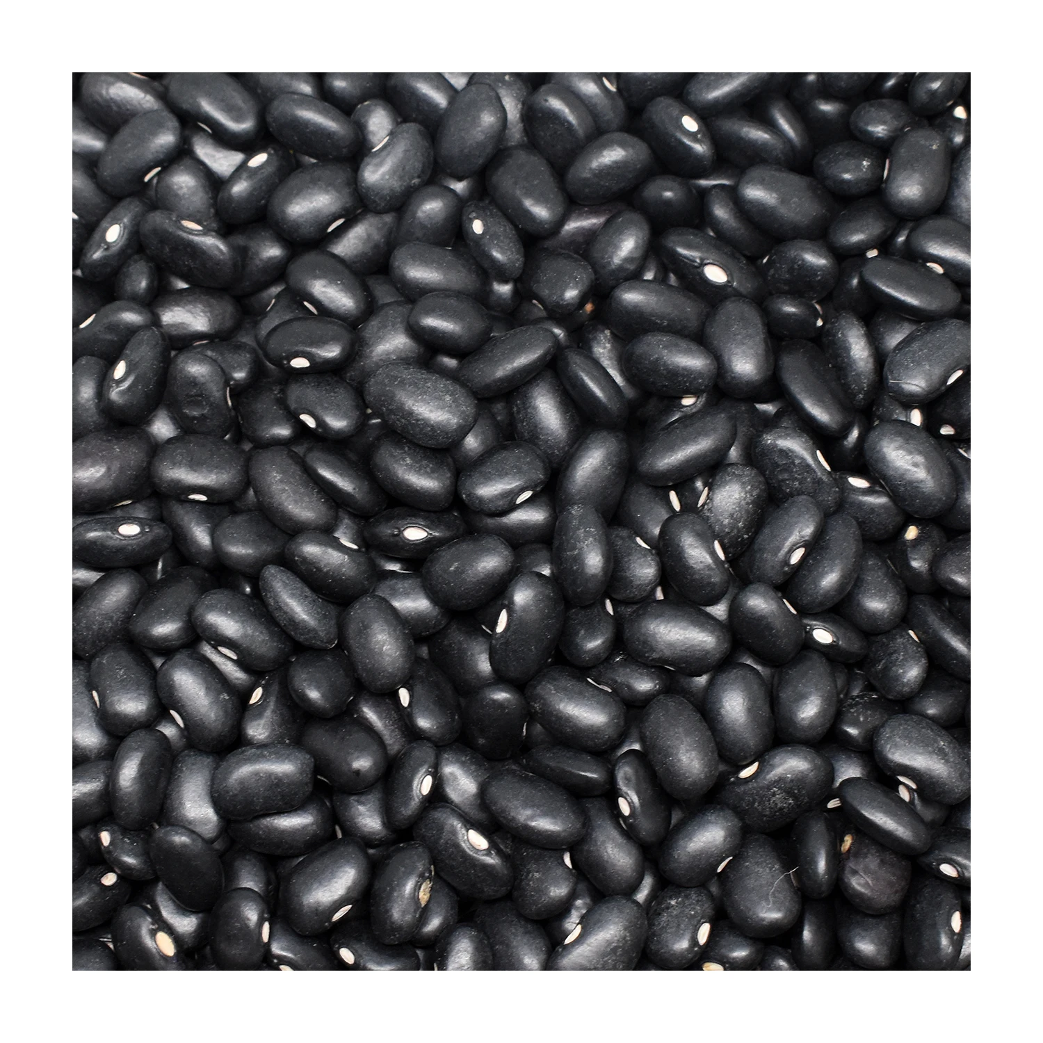 Black Beans Turkish 2022 Premium Top Quality ISO HALAL KOSHER Certified Bean Price Legumes Agriculture Beans