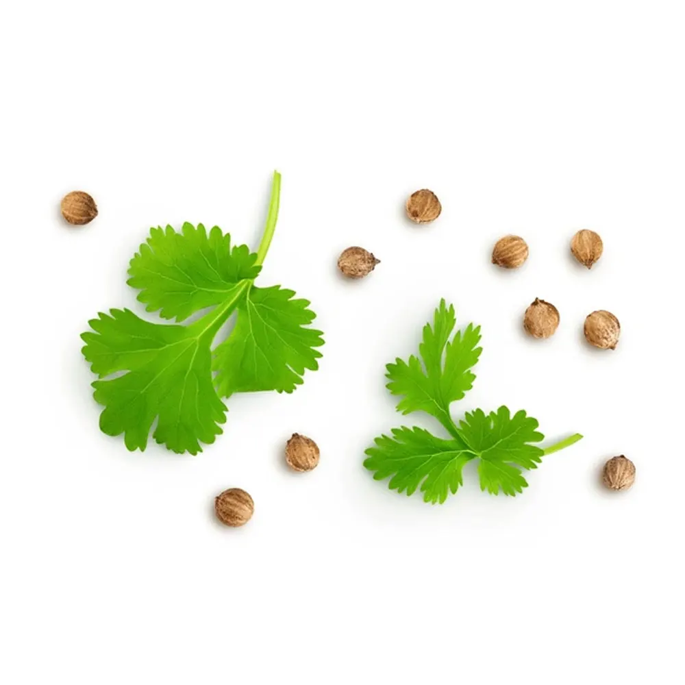 Hot Sale Best Suppliers Coriander Herbs Products Coriander Food Seasonings Coriander