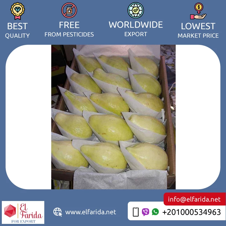 Best Buy Wholesale Quantity Supply Original Delicious Sweet Taste Seedless Fresh Fruit Guava from Egypt Origin Exporter