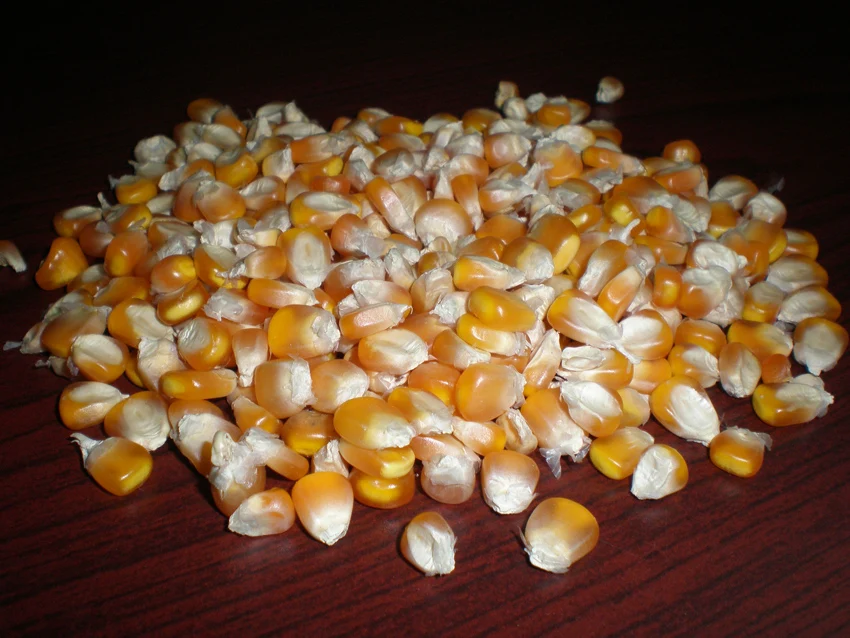 Yellow Corn Maize Yellow Corn Maize Suppliers Specifications From India