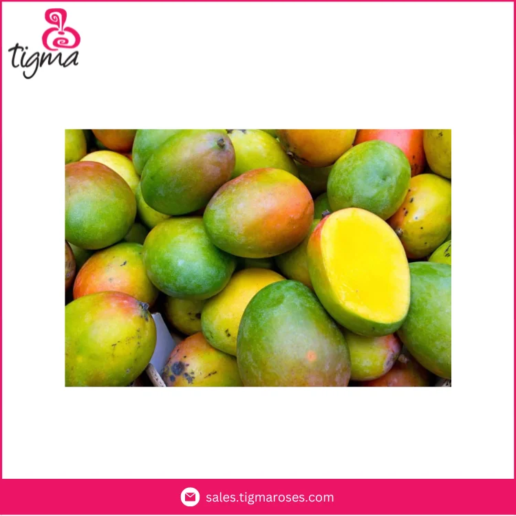 Поставщик высококачественных сладких вкусных манго Кент по лучшей цене от Эквадор