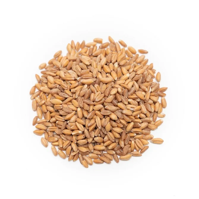 Organic Hard Red Spring Wheat | Milling Wheat Grain Bulk