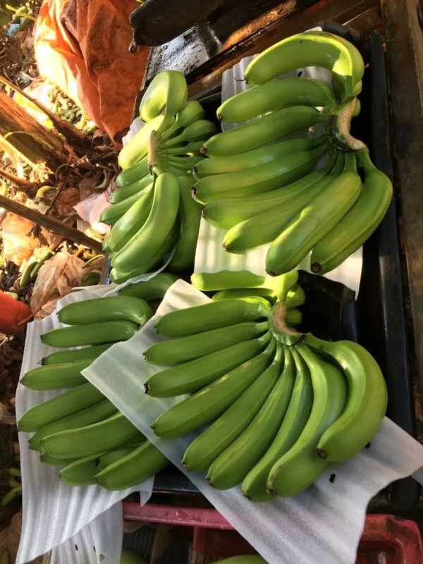 100% ORGANIC Fresh Cavendish Banana // High Quality from Vietnam // Wholesale Fresh Cavendish Banana