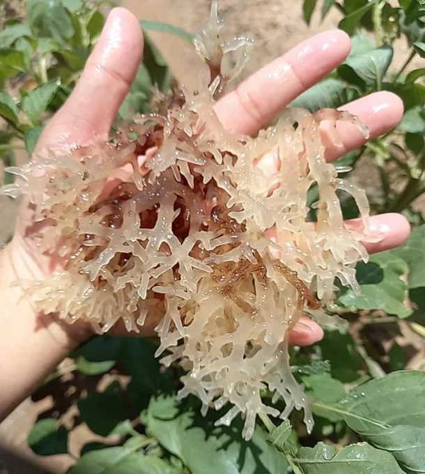 Сушеный морской мох, ямайский мох, оптовая продажа, самая низкая цена