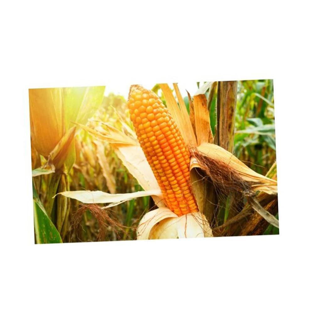 Yellow Corn/ White Corn/ Maize for Sale