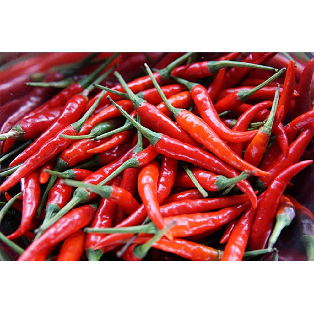 High Quality 100% Pure Chili Pepper Smoked Fresh Red Pepper For Food Seasoning From Vietnam