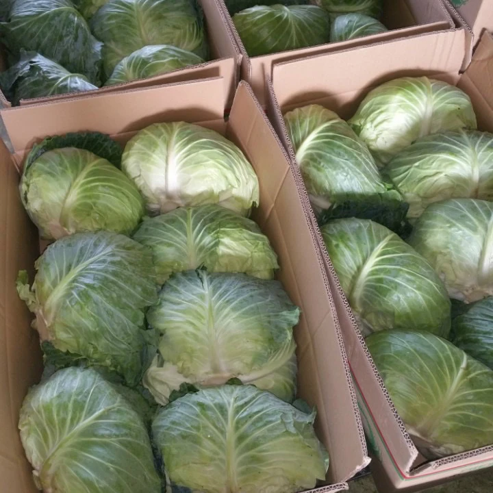 2023 New Crop Fresh Cabbage High Quality, Cheap Price supplying to Singapore, Malaysia, Korea, UAE