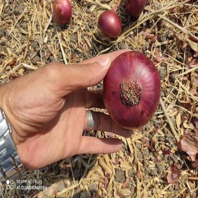 egyptian high quality fresh red onion competitive price
