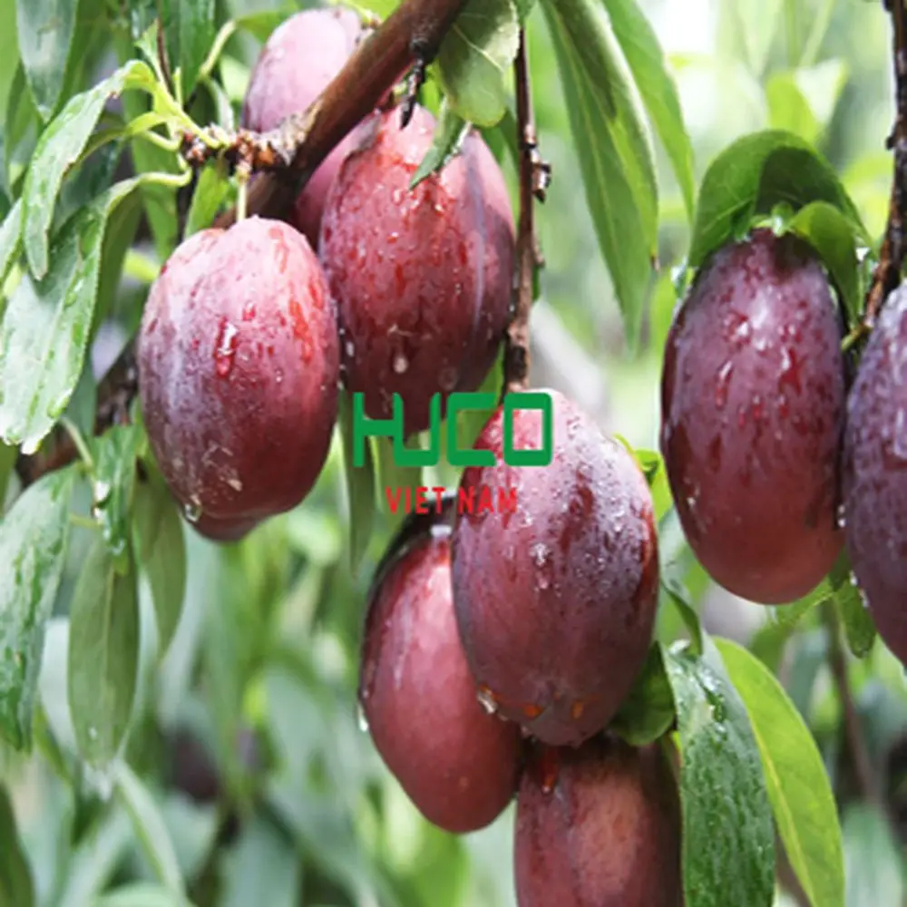 New Harvest Plums Vietnam Fresh Plums Red shell Fresh Fruit Production Of Non chemicals