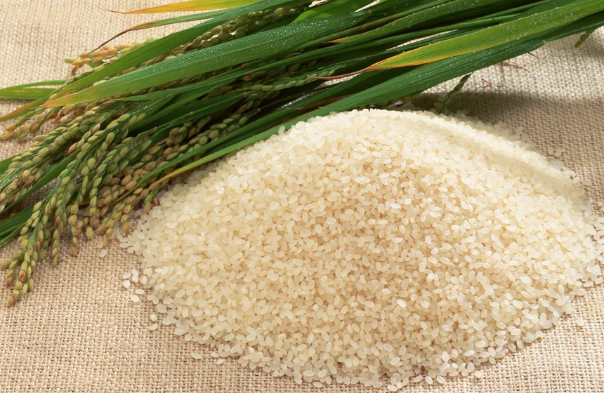 VN Japonica rice 5% broken max, wm, dp & sortexed of W/S crop 2022 at reasonable price for sale