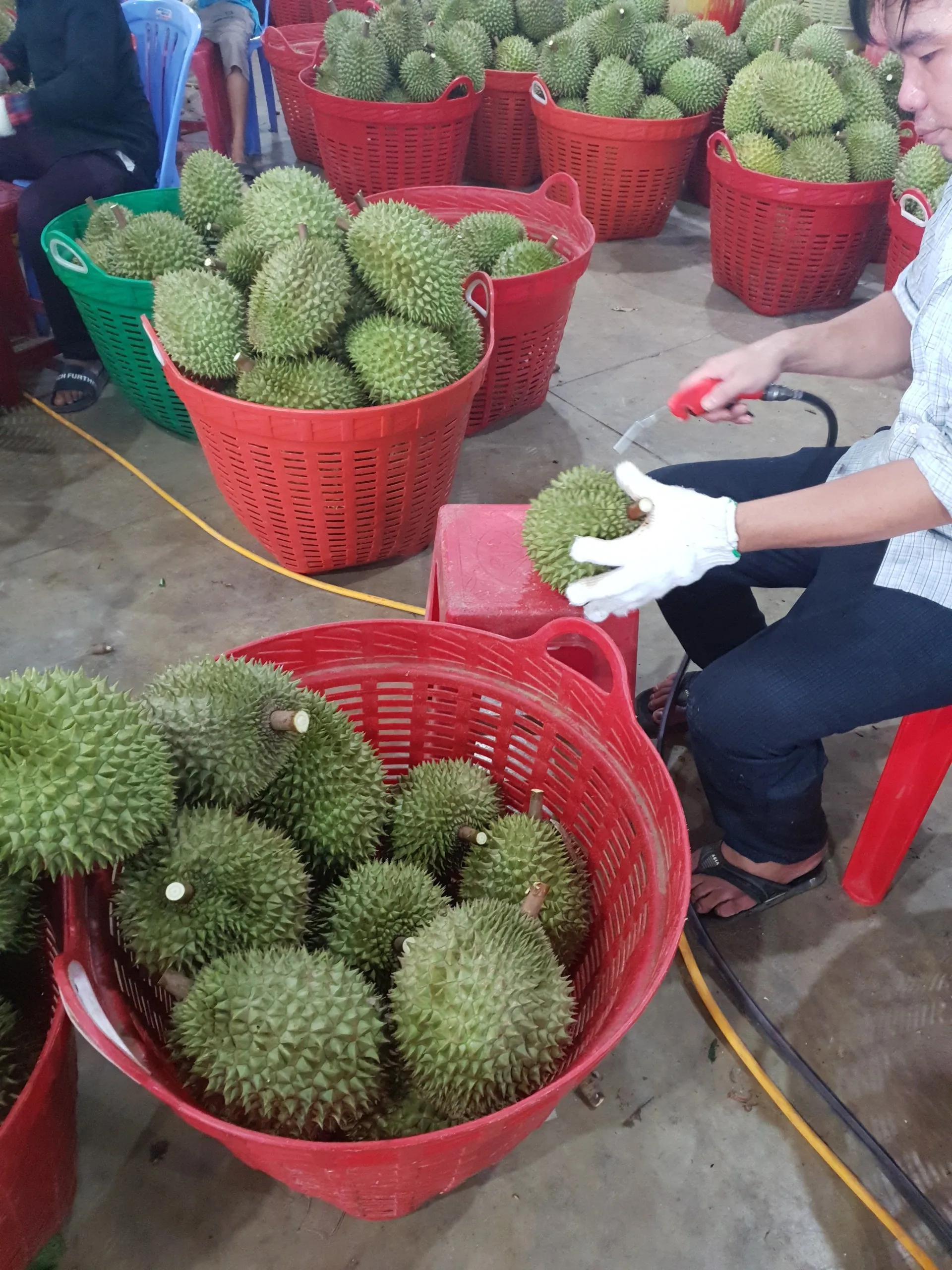 VIETNAM EXPORTER FROZEN DURIAN - RI6 - MONTHONG - PREMIUM QUALITY