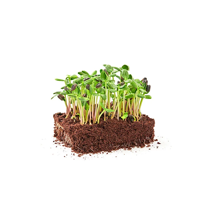 Highest Selling Premium Good Grade Sunflower Microgreens Organics Tastes Freshness and High Sweetness