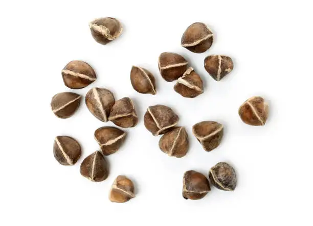 Best Quality Organic Dried Moringa Seeds and Moringa Powder at Wholesale Price Buy Isar International